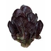 Lechuga Costina Morada