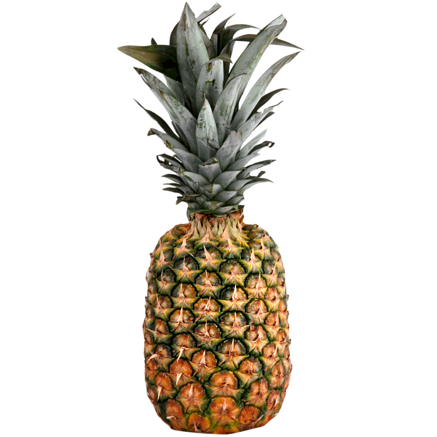 Jumbo