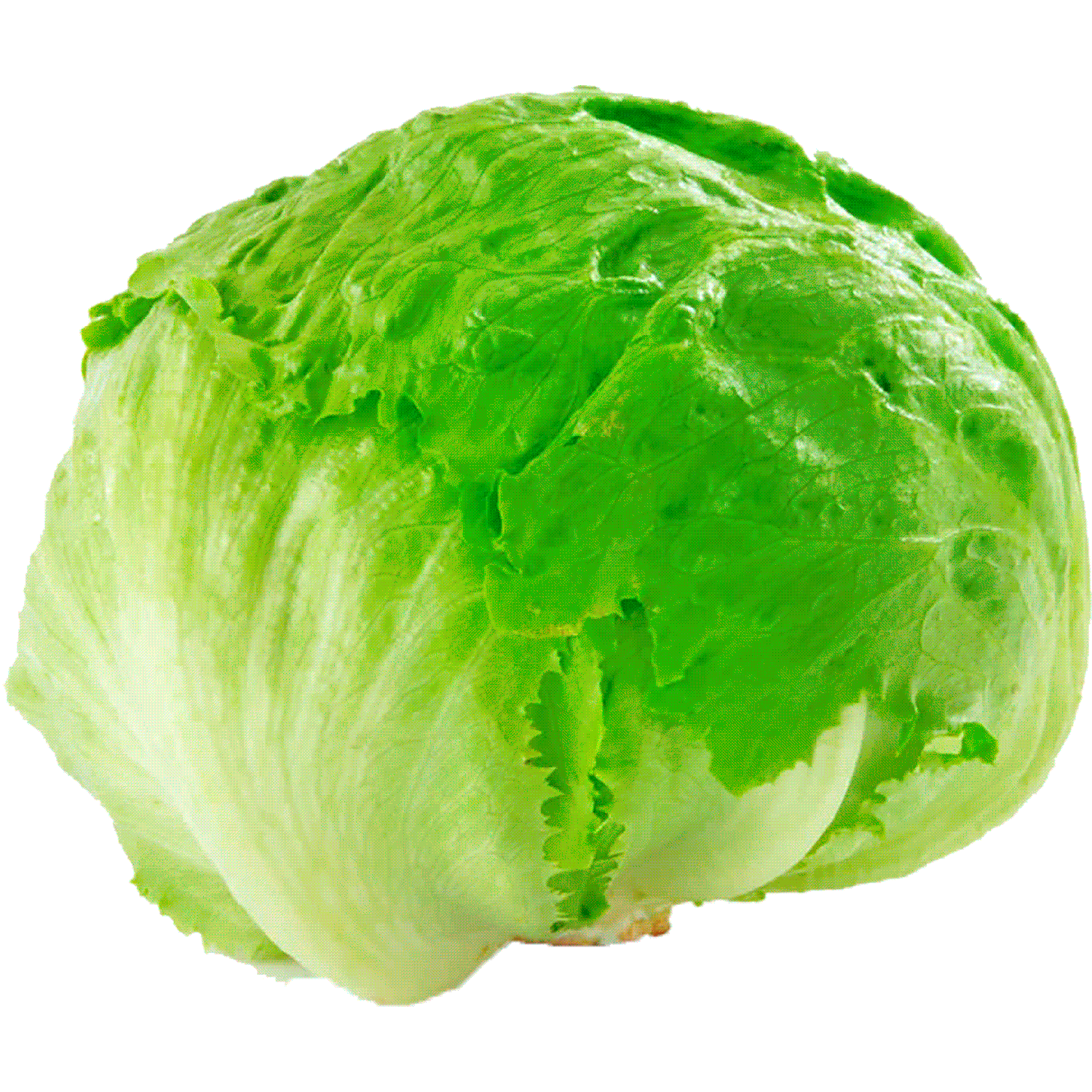 Lechuga escarola un. | Jumbo.cl 1 lechuga