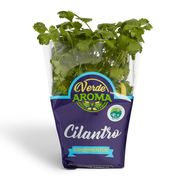 Cilantro Orgánico