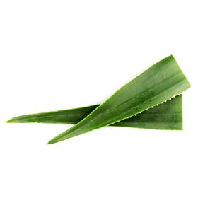 Hoja Aloe Vera Orgánica 1 un.