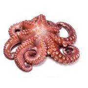 Pulpo kg