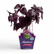 Albahaca Morada Orgánica Verde Aroma