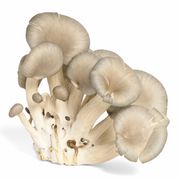 Champiñón Ostra Granel